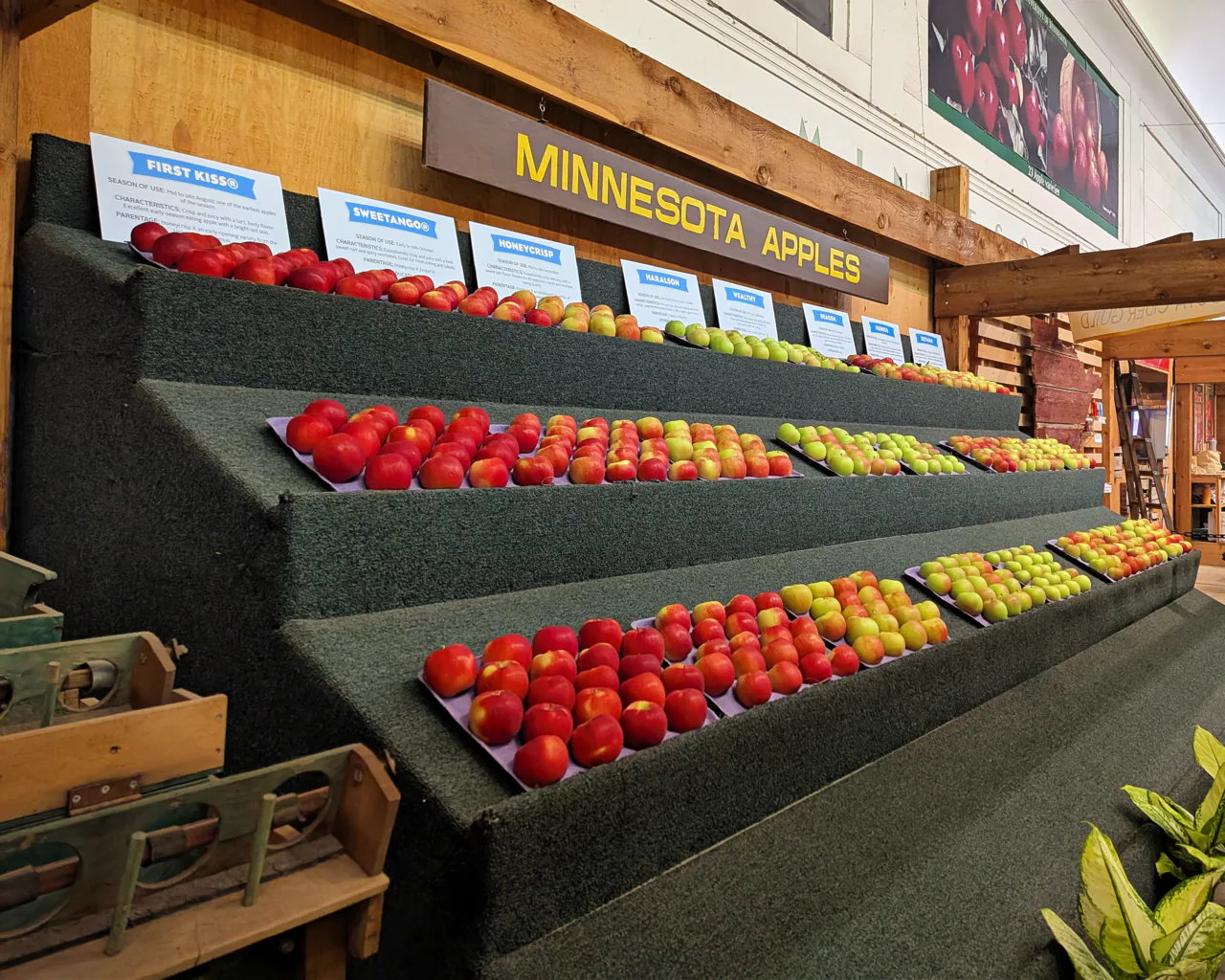 Rows of Minnesota apple varieties displayed at the Minnesota State Fair