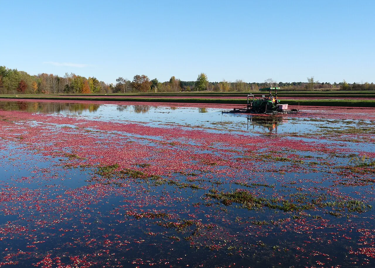 Red cranberries floating in a flooded Wisconsin field during harvest