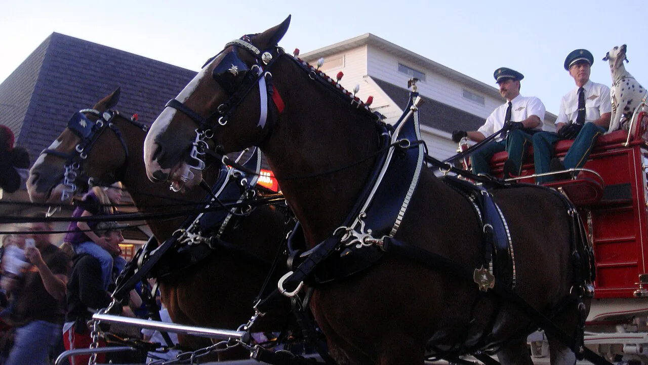 Budweiser Clydesdales in the Morton Pumpkin Festival parade in Illinois