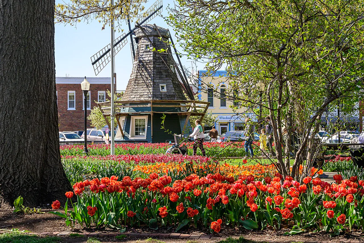 Red and orange tulips surrounding a Dutch-style windmill at Pella Tulip Time